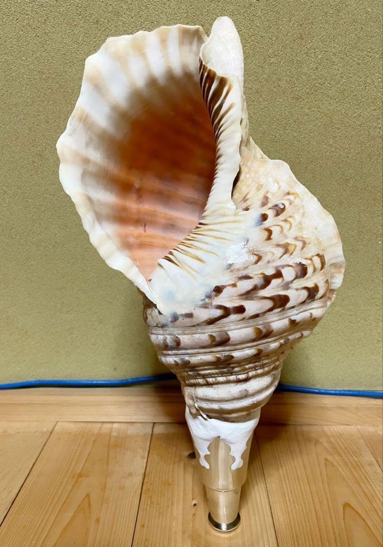 コンパクト 修験道法螺貝 密教 山伏 熊よけ 魔除け ほら貝 ホラガイ