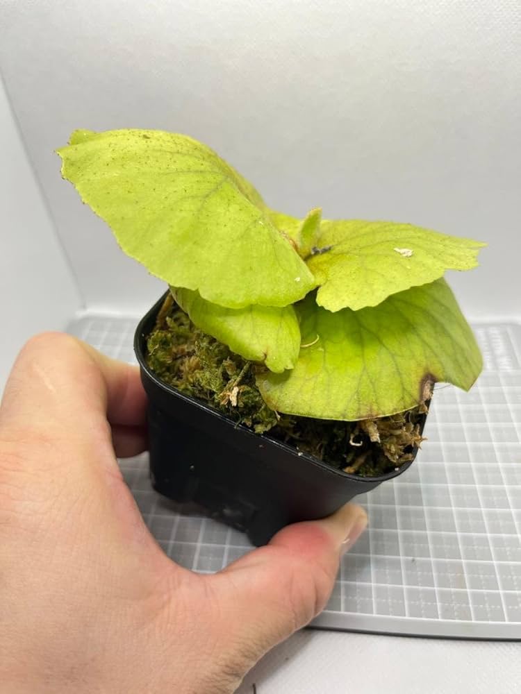 Amazon.co.jp: 週末セール品 ビカクシダMt. Kitshakood Thin&Dwarf