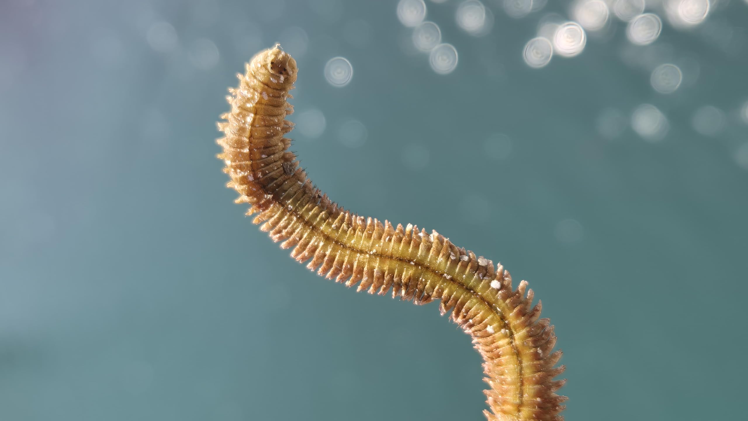 Amazon | クイックベイト 乾燥青イソメ、赤イソメ、4個セット、釣り餌