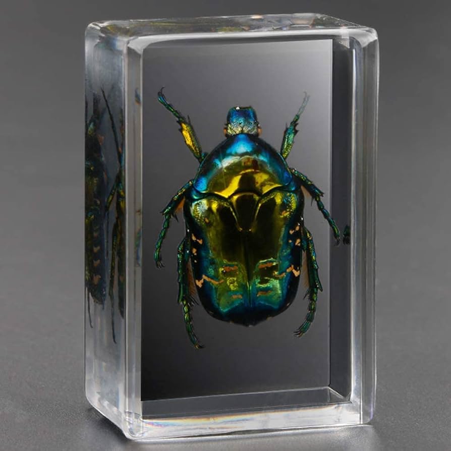 Amazon.co.jp: WJFMZS コガネムシ昆虫樹脂、本物の巨大昆虫紙重量分類