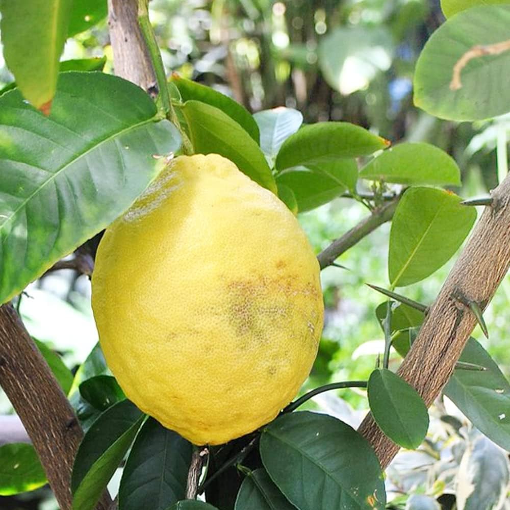 Amazon.co.jp: Super Jumbo Lemon Pontelosa Cuttings 2nd Grade