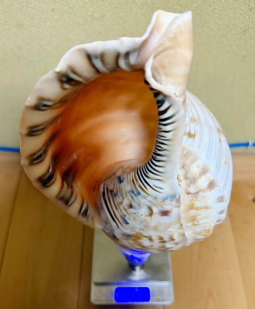 法螺貝 35㎝ 1358g 山伏 密教 魔除け 熊よけ ほら貝 修験道法螺貝35.5