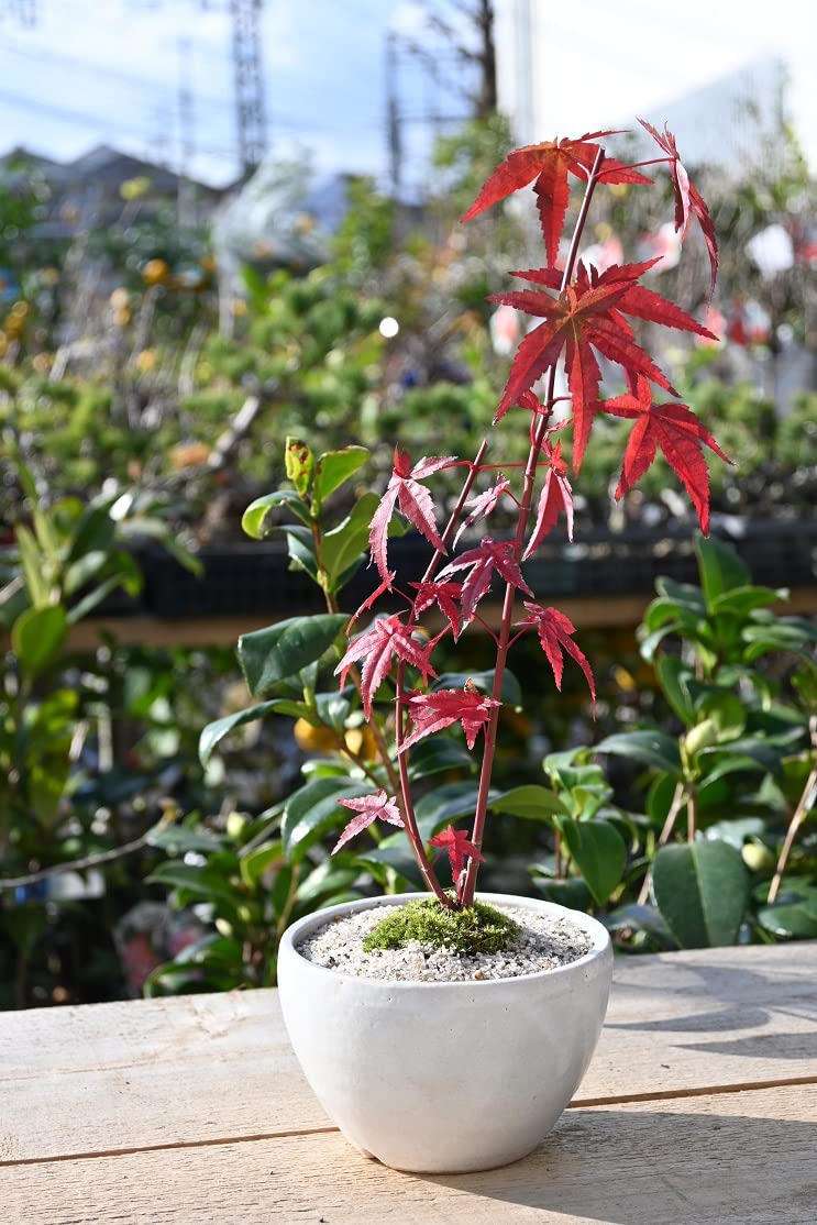 Amazon.co.jp: 紅葉盆栽 ミニ盆栽 もみじは 紅葉も楽しめますが 新緑の