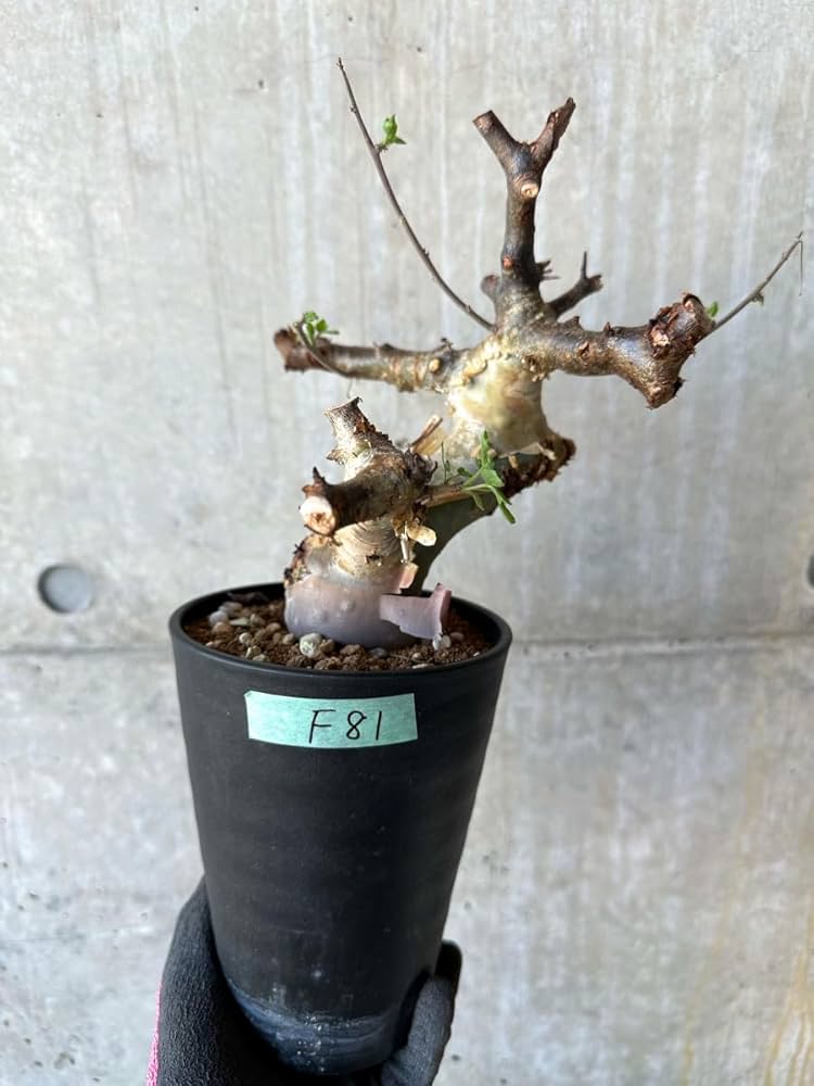 Amazon｜【現品限り】コミフォラ・カタフ ターカネンシス 発根済み 約2