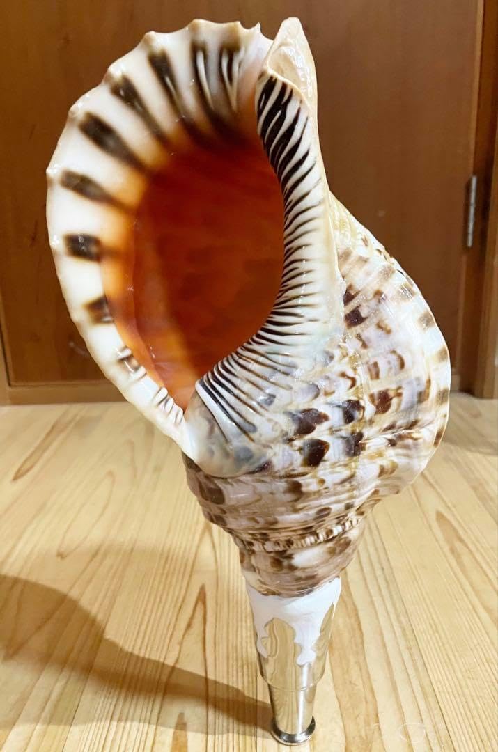 大型肉厚修験道法螺貝39㎝ 山伏 密教 熊よけ 魔除け❣️ホラガイ