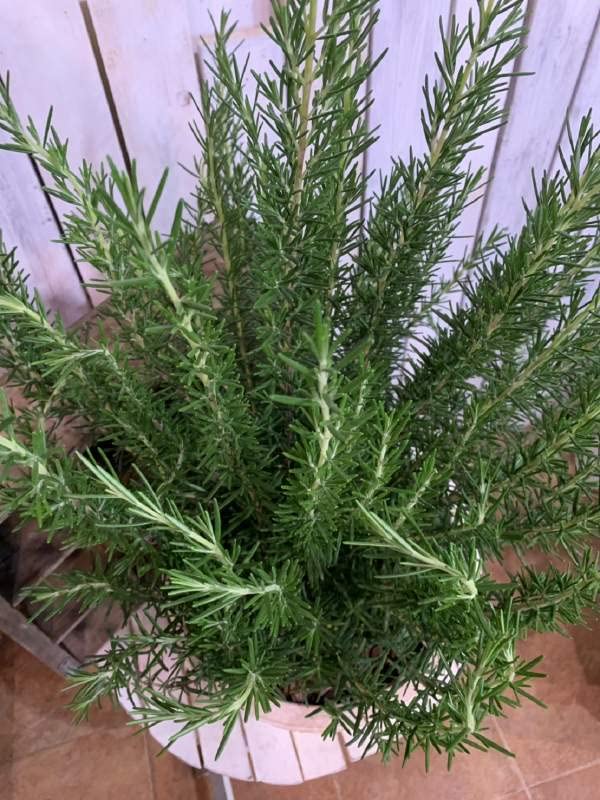 Amazon｜特大ローズマリーの大株仕上げ寄せ植えテラコッタ陶器鉢植え L