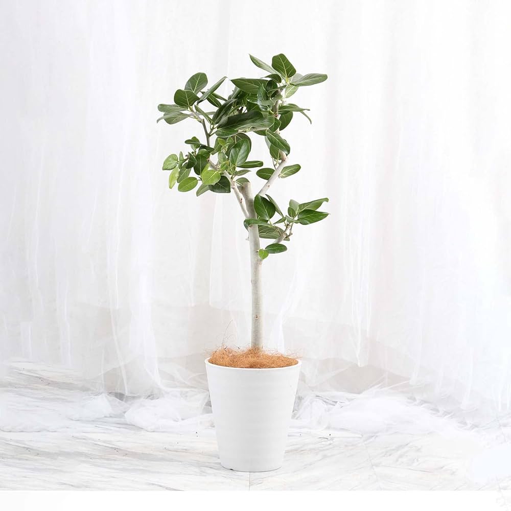 Amazon｜フィカスベンガレンシス 8号 朴 受け皿付 【観葉植物 本物