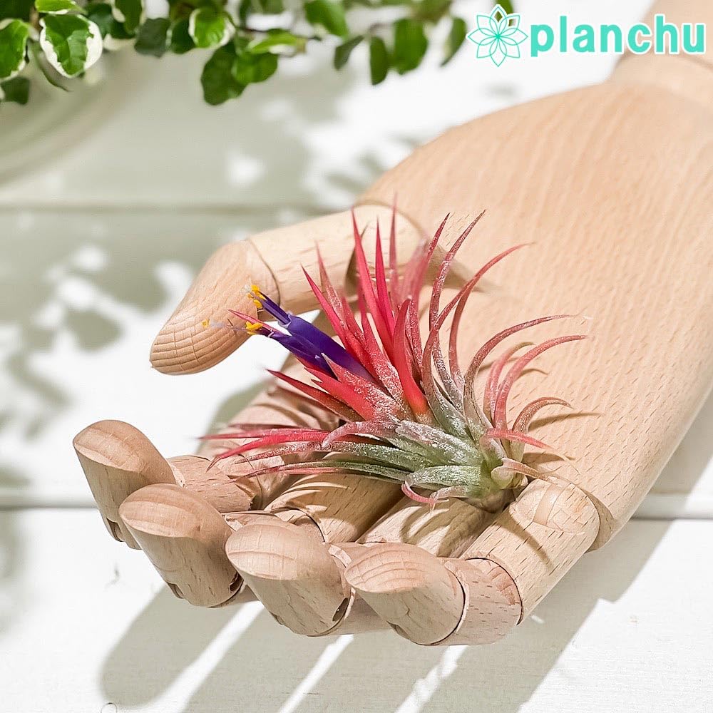 Amazon.co.jp: PLANCHU エアプランツ ティランジア イオナンタ Mサイズ