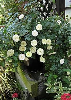 Amazon.co.jp: ミニバラ『グリーンアイス』9cmポット苗（四季咲き）【2