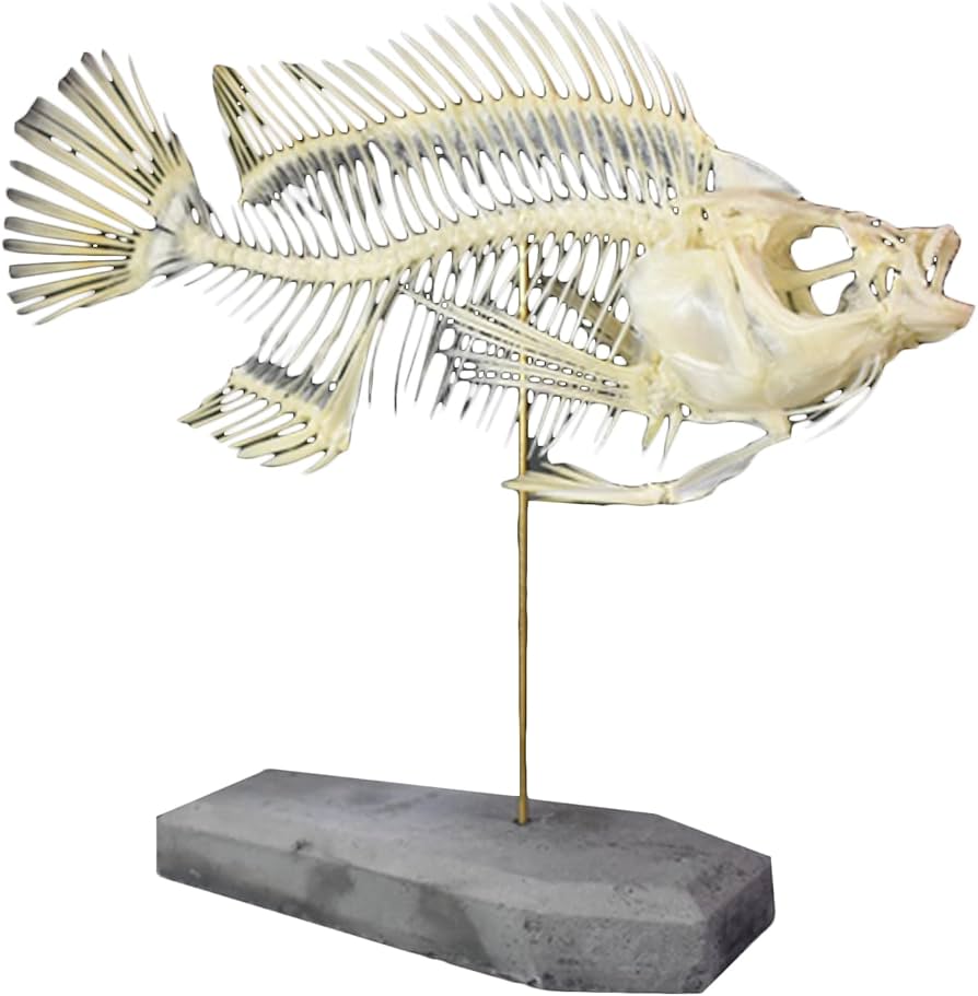 Amazon.co.jp: 魚の骨標本 - ティラピアの骨格モデル - 動物の歯、魚の