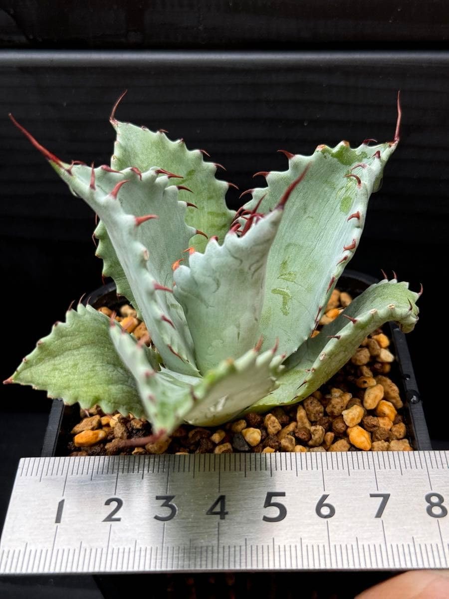 Amazon.co.jp: 超レア株 アガベ パライシ パラサナ×イシスメンシス