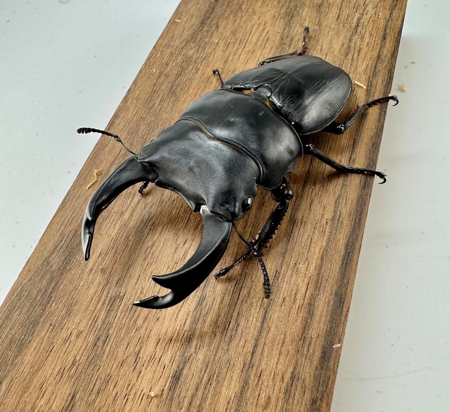 標本 ユキグニコルリクワガタ 15頭 標本ユキグニコルリクワガタ15頭