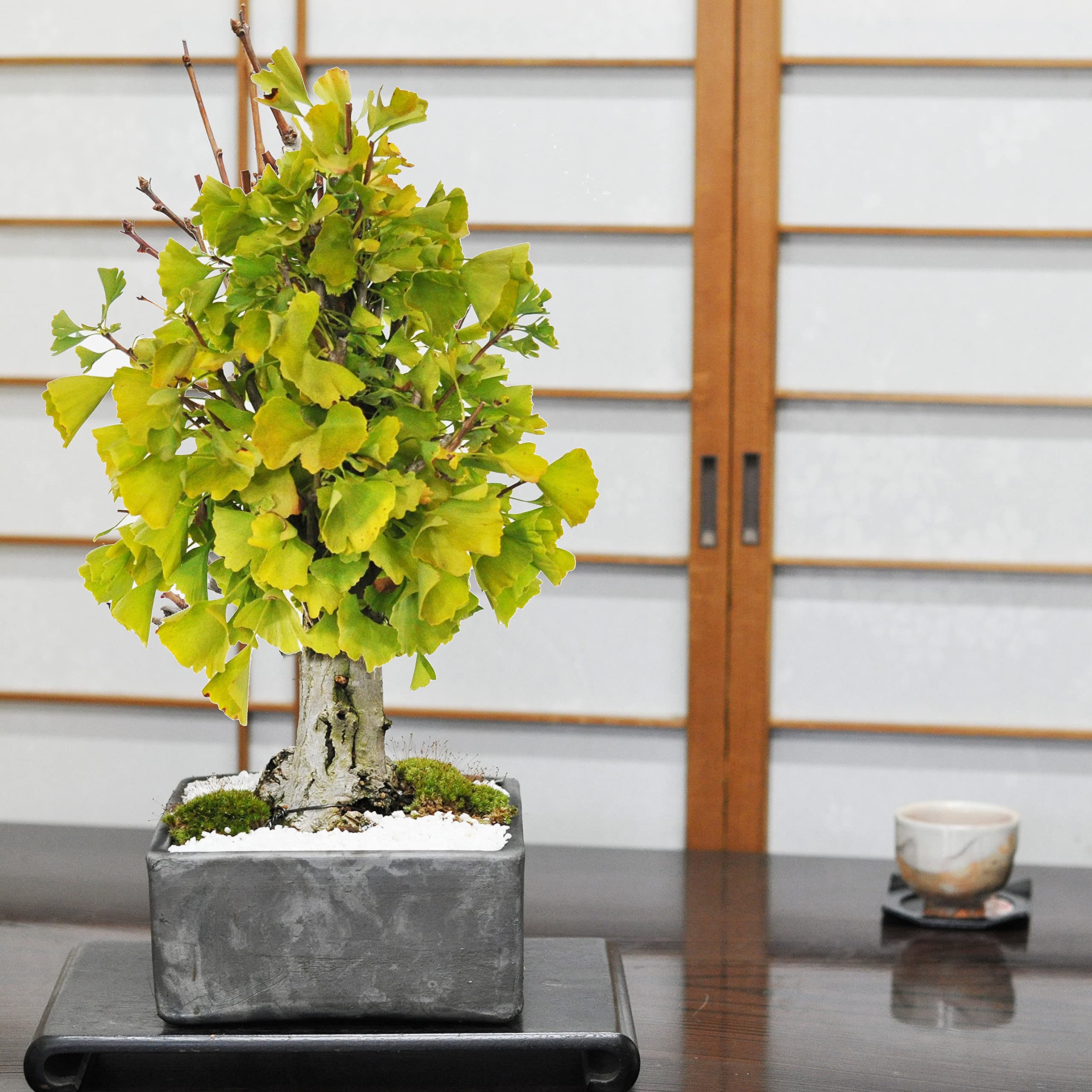 Amazon.co.jp: 盆栽妙 イチョウの大木 銀杏 観葉植物 鉢植え 紅葉