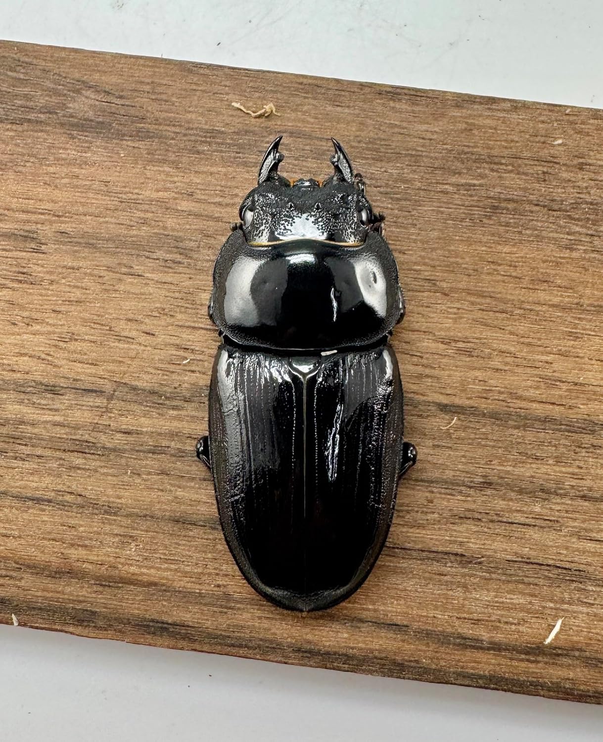 ☆希少※入手難‼️オータニ昆虫館※リアルスズメバチ 希少※入手難