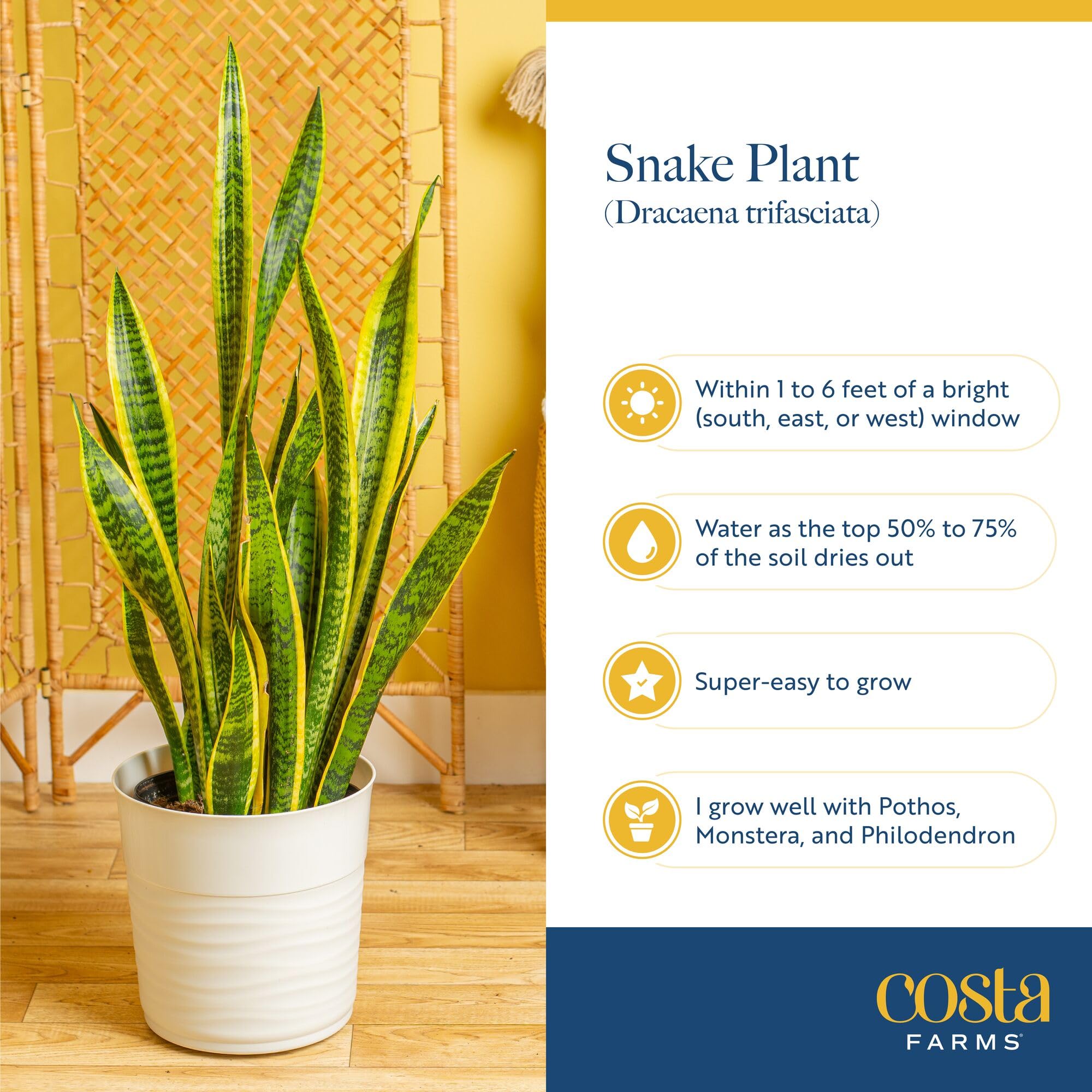 Amazon.com: Costa Farms Live Snake Plant, Sansevieria, Easy Care