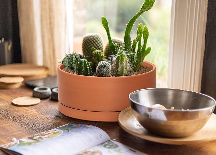 Amazon.com: D'vine Dev 12 Inch Succulent Terracotta Shallow Pot
