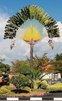 Amazon | 【種子】Ravenala Madagascariensis◇タビビトノキ◎旅人の木