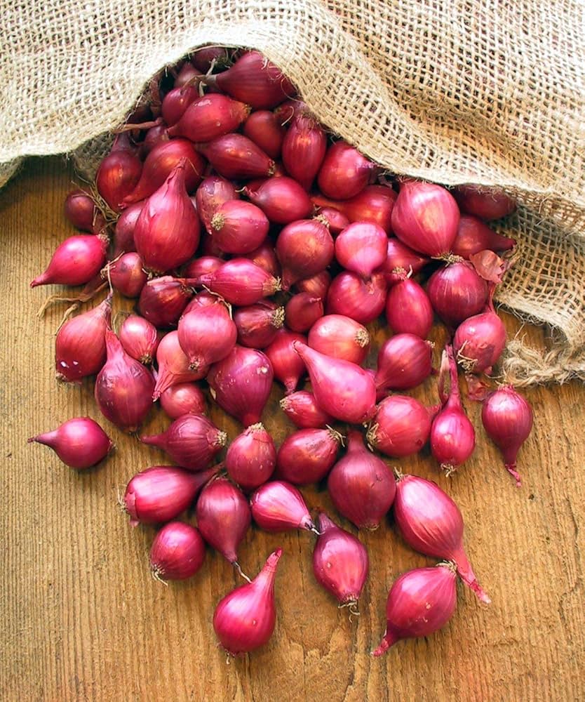 Amazon.co.jp: Red Onion Seeds for Planting, Set of 70 Onions, Easy