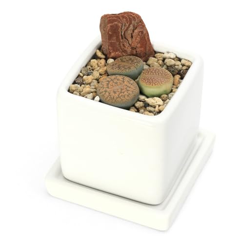 種 リトープス」の人気商品一覧 | 安い商品を通販サイトから探す