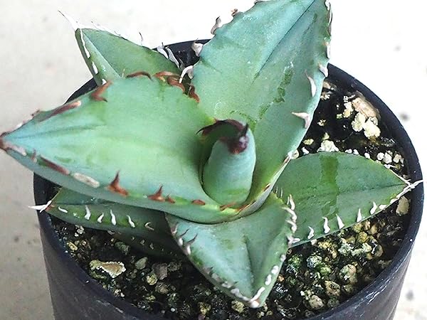チタノタ「青犀牛」強烈鋸歯 トリコーム・極厚バンド タグ・鉢ごと発送