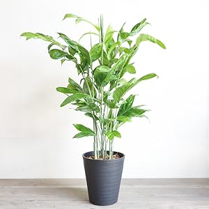 ヤシ科 希少 (現品) チャメドレア テネラ モダンインテリア ヤシ科