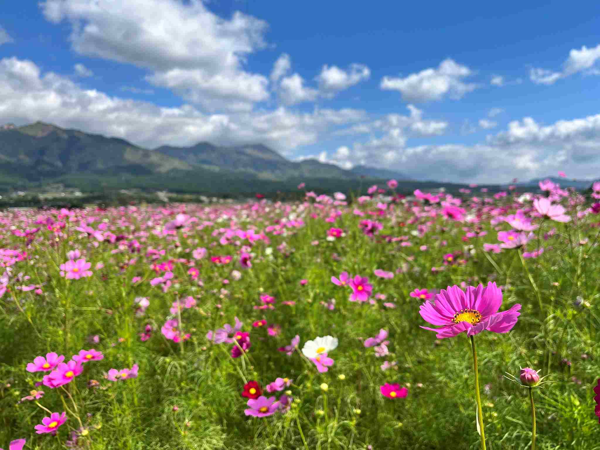 コスモス畑は終了しました）新たなフォトスポット「Flower garden in