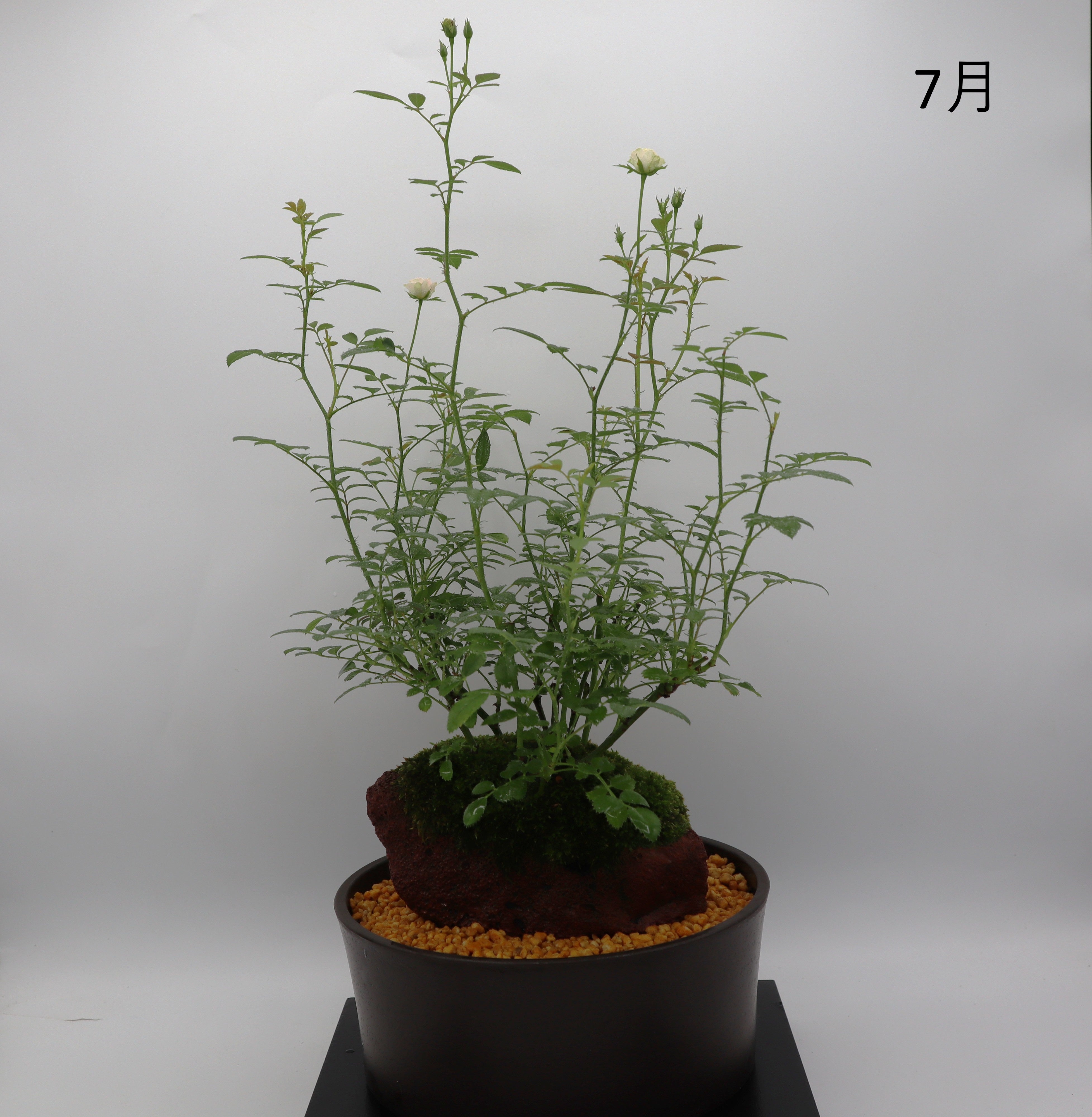 みさき-浅鉢・溶岩(赤) – ミニばら盆栽学園