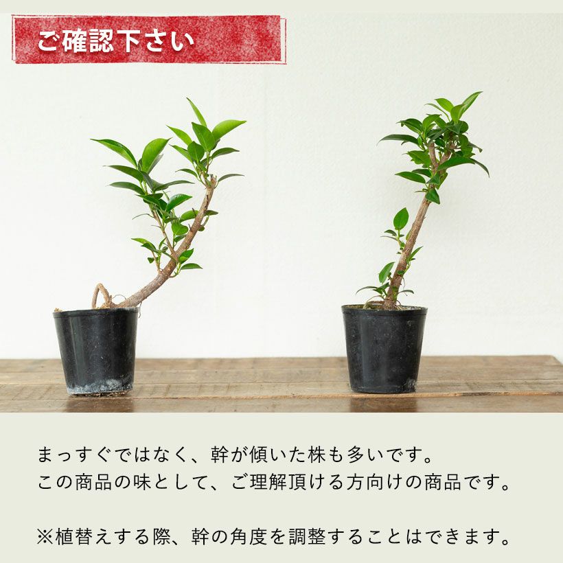 種から育てたガジュマル｜人気の実生タイプ！2年以上かけてます！