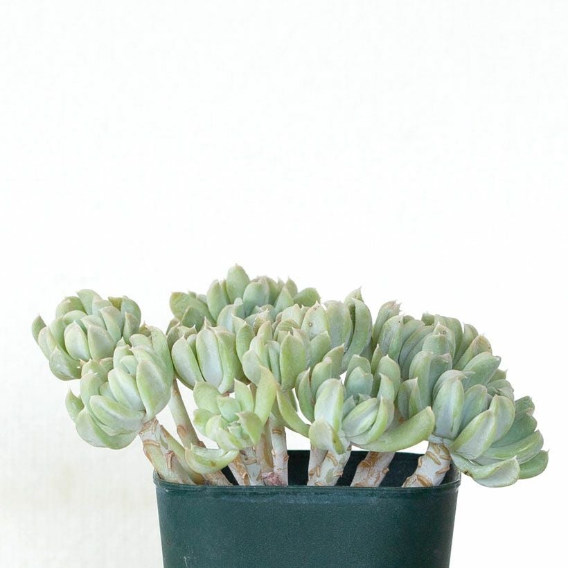 綴化（てっか）多肉植物コレクション育て方付き｜e-花屋さん