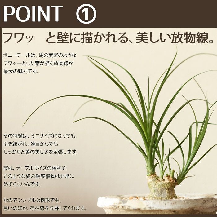 トックリラン（ポニーテール）をモスポットに植えて。 | [公式]e-花屋さん