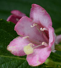 ハコネウツギ Weigela coraeensis スイカズラ科 Caprifoliaceae