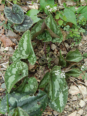 カンアオイAsarum nipponicum var. nipponicum ウマノスズクサ科