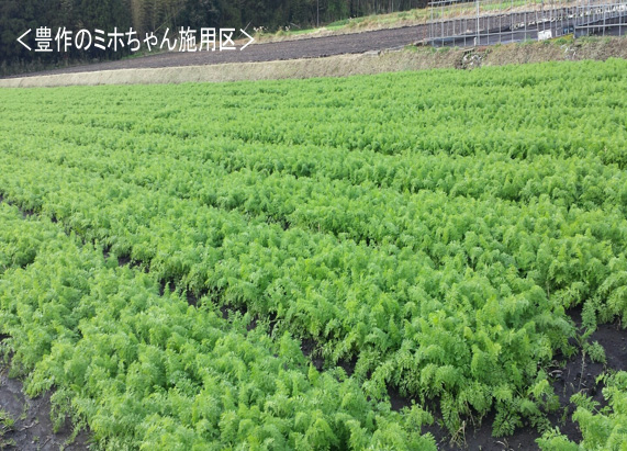 ミホちゃん | ミリオンシールド（ミホちゃん） - 鹿児島 天然植物活力