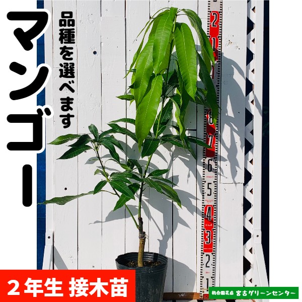 マンゴー苗 【キーツ】 接木苗 2年生 21cmポット 熱帯果樹苗 | 宮古