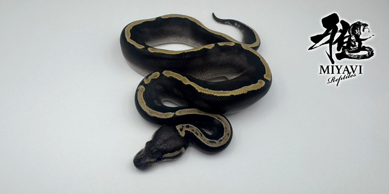 販売個体一覧 Mojave/モハベ – 千葉のボールパイソン専門店 雅Reptiles