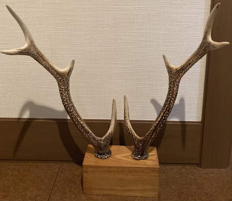 鹿角 鹿ツノ 鹿 クラフト 資材 エゾシカ 鹿の角 鹿のツノ 鹿角 鹿ツノ
