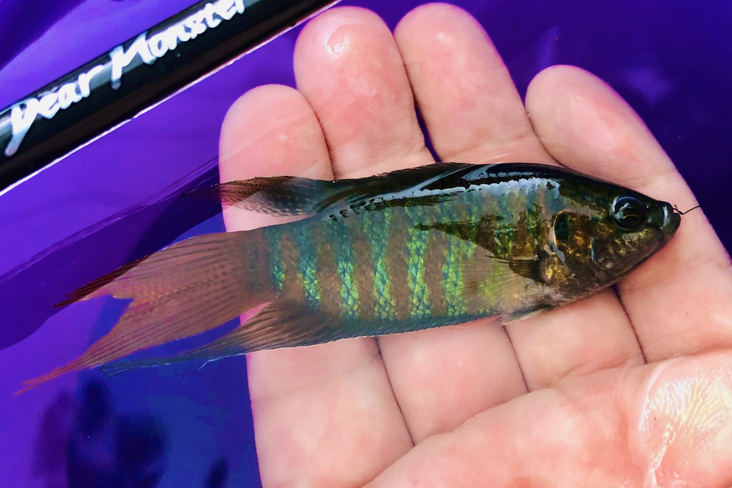 Dear Monster MX-0 - Monster Kiss モンスターキス