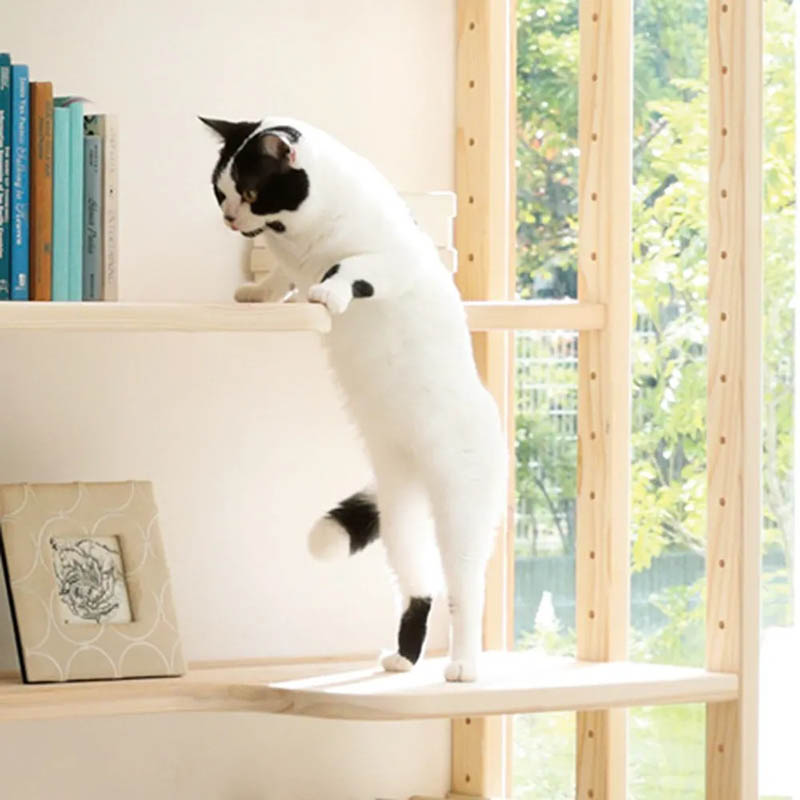 本棚はキャットタワーになった – 国産天然杉のネコも遊べるオープン
