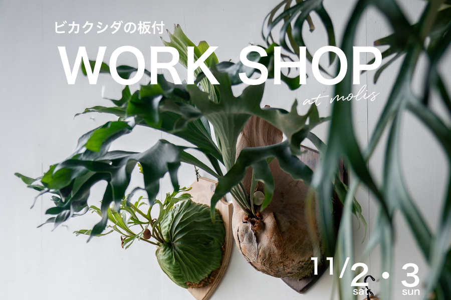 ビカクシダ 板付 2024012000004 【公式通販】