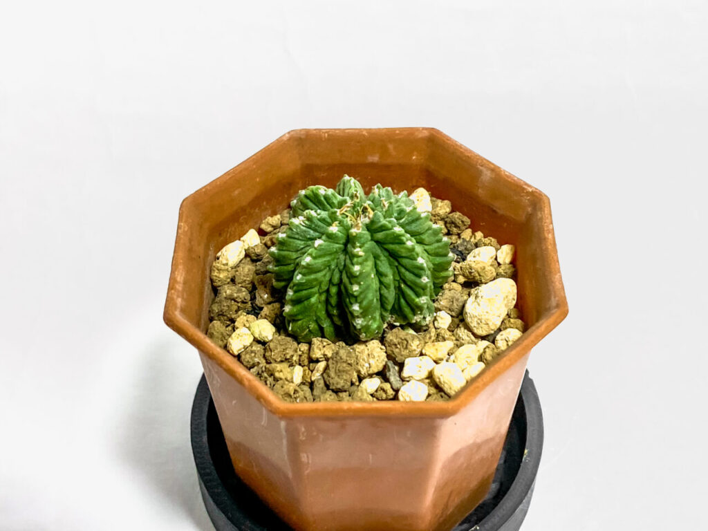 超希少サボテンのアズテキウム・花籠を植え替えたッ！！ | もすレコ。