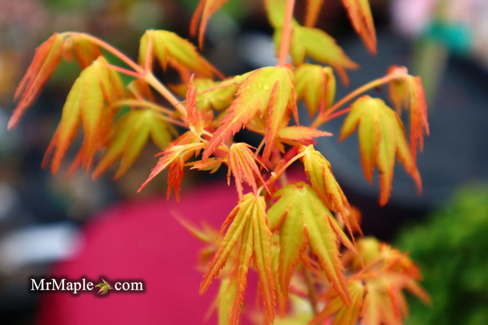 Buy Acer palmatum 'La Diabla' Japanese Maple — Mr Maple │ Buy