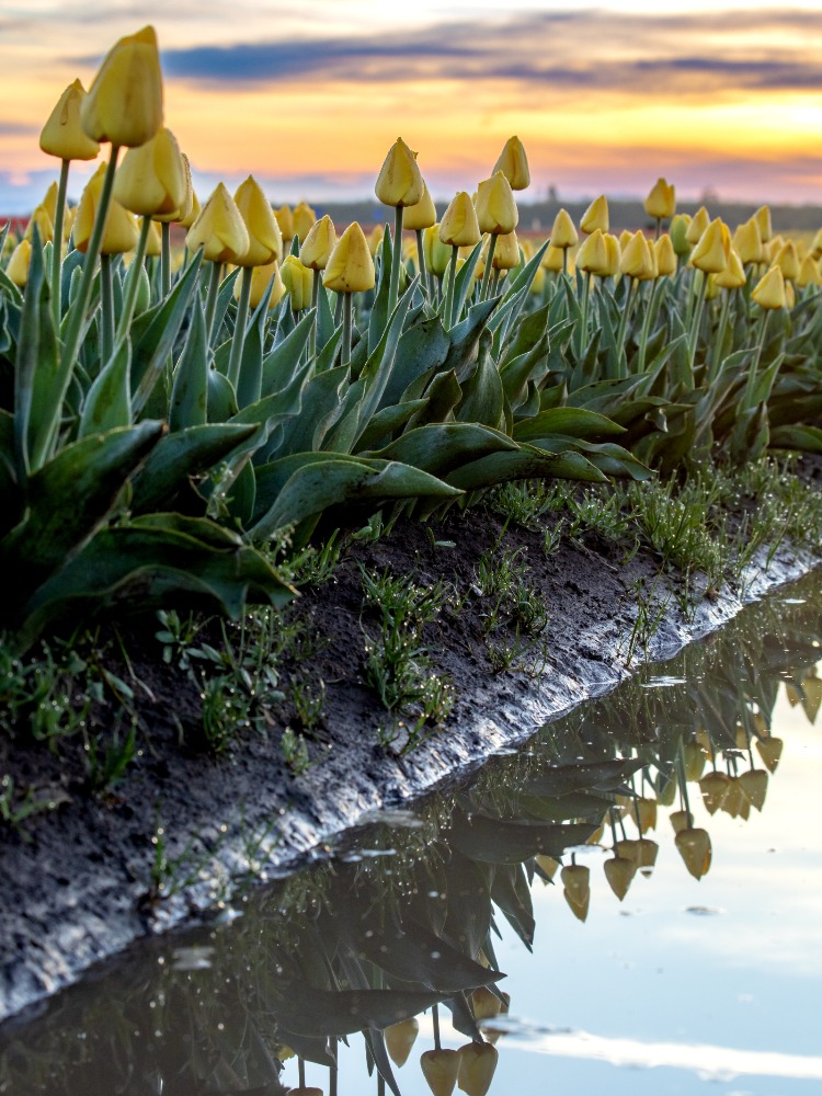 The Wooden Shoe Tulip Festival In True Color