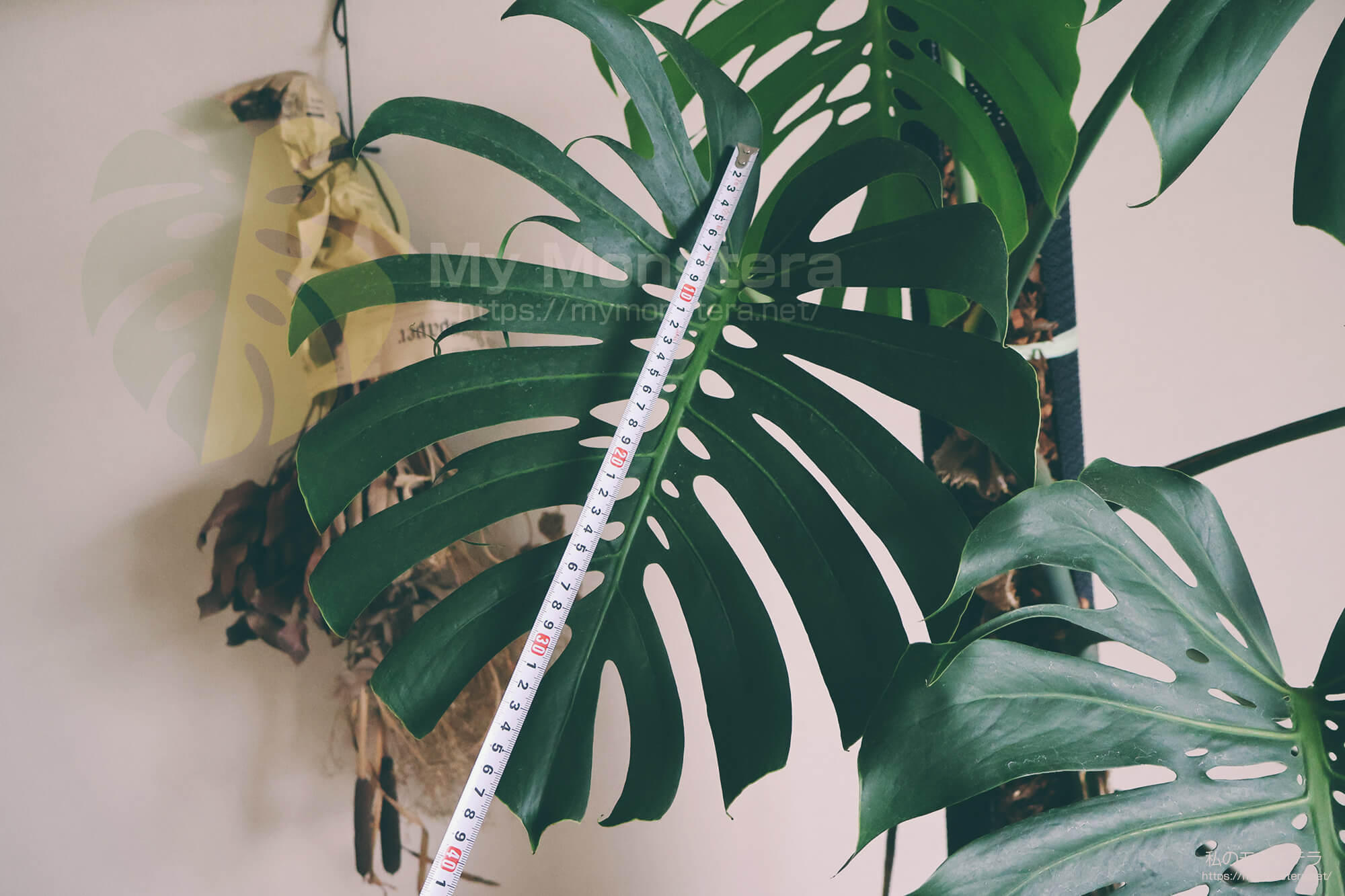 モンステラデリシオーサコンパクタ( Monstera Deliciosa Compacta