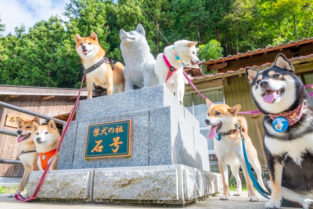 柴犬のルーツとなった犬、その名も「石号」。道の駅やお食事処は柴犬に