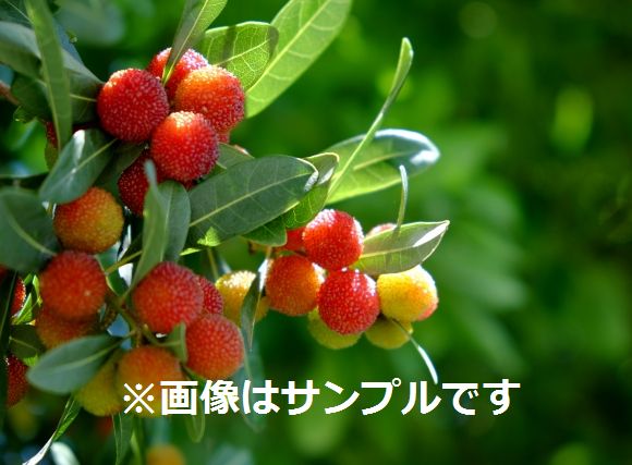 ヤマモモ（山桃）：秀光（メス木） | nae-ya｜herbal tree shop