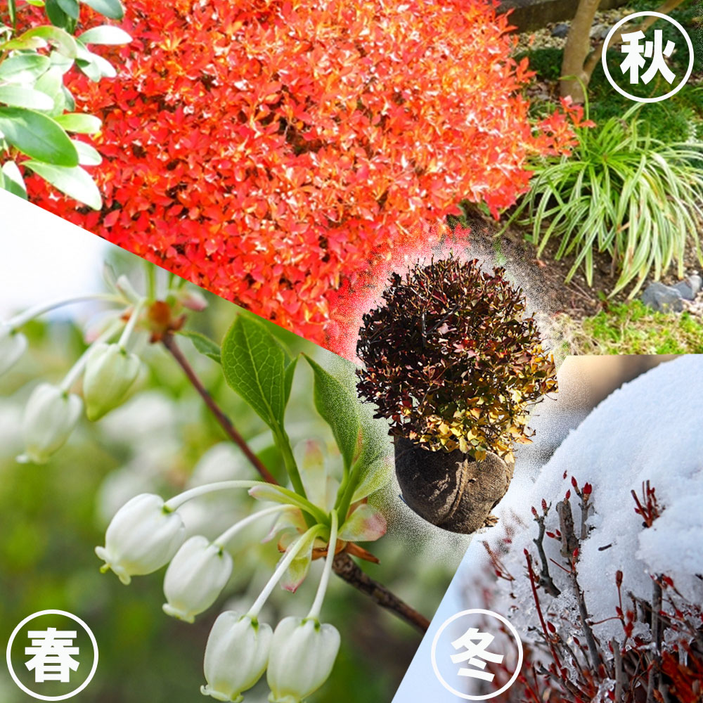 白ドウダン ツツジ ドウダンツツジの特徴と育て方 niwa_tsutsuji