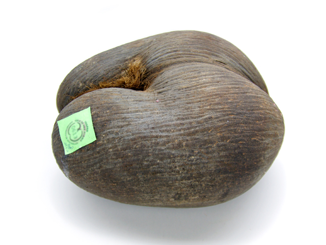 オオミヤシ／フタゴヤシ: Natural Gallery