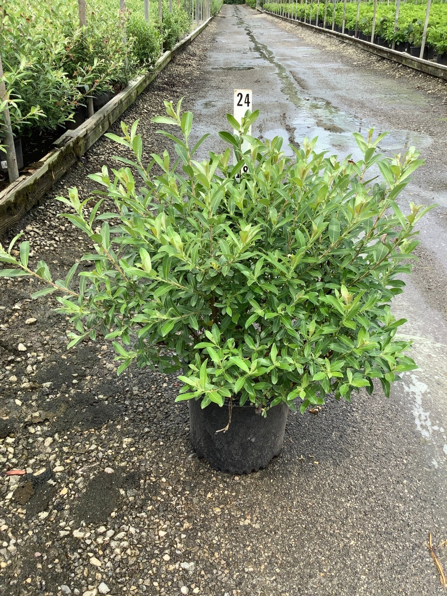 Mt. Aso Pink Japanese Pussy Willow | Buy at NatureHills.com