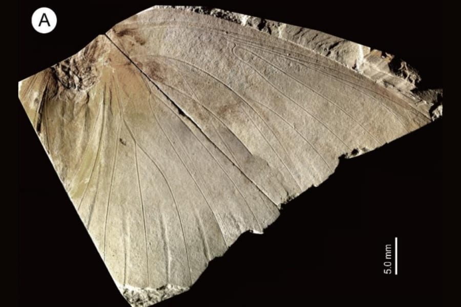 地元の博物館にある「名もない蝶の化石」―実は新種で250万年前のもの