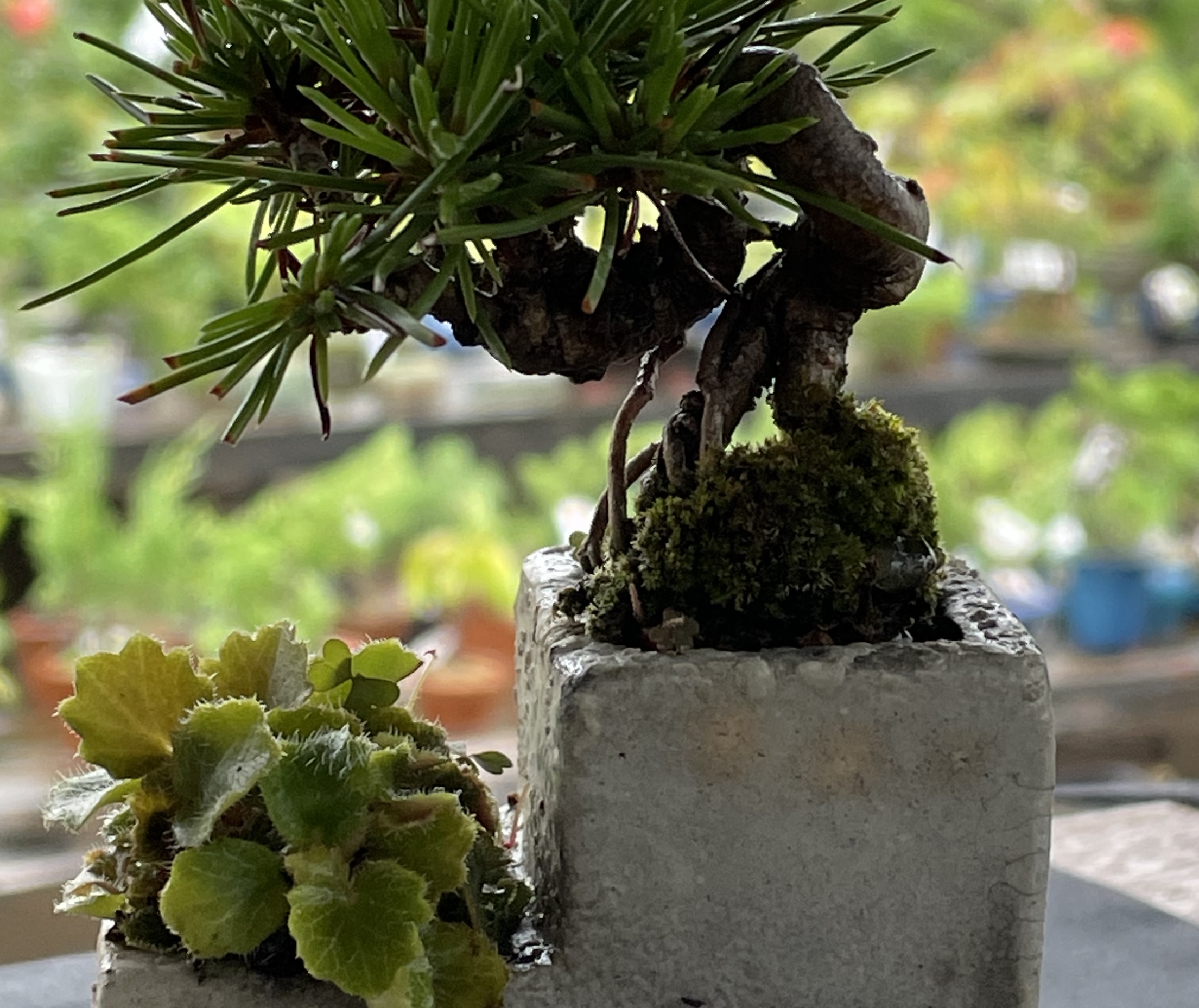 希少時代手作り松皮大きい盆栽鉢木肌作り植木鉢大寄せ植え鉢30cm